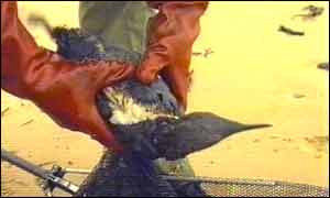 Oily bird