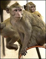 Macaque, RDS 