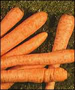 Carrots   BBC