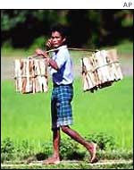 A Bodo boy