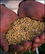 Seeds in two hands   Monsanto