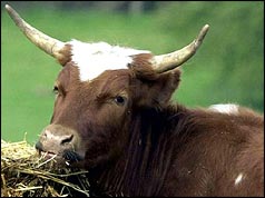 Cow (PA)