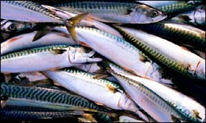 Mackerel