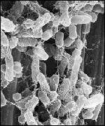 E.coli