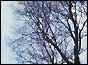 dutch elm tree