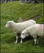 Sheep on farm