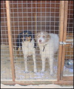Dogs generic