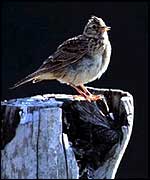 Skylark on treestump   RSPB