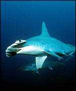 Scalloped hammerhead shark   Philip Colla/OceanLight.com