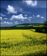 A farm