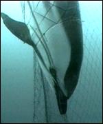 dolphin net