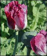 Poppy
