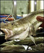 Cod