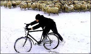 Shepherd