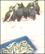 RSPCA rescued birds