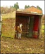 Animal pen