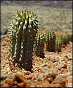 Cactus