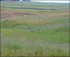 Ducks on course
