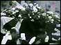 Princess Marina's coffin is carried from St George's Chapel