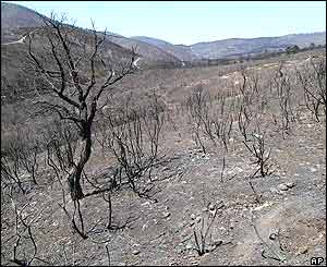 Fire damage in 