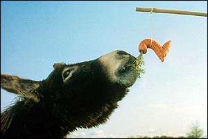 Donkey
