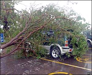 A fallen tree in Kingston, Jamaica