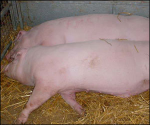 Two sleeping pigs