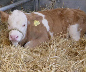 A calf in paddock