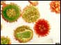 Aids virus