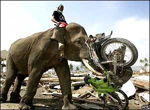 Elephant in Aceh