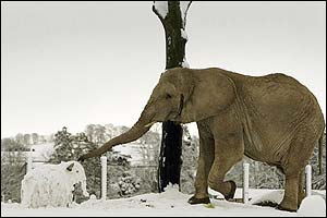 Elephant