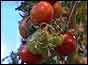 GM tomato plant 