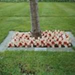Poppy Crosses placed beneath ‘The Peace Tree’ outside St Nicholas Church, Whitehaven, Cumbria.  Some of the so-called ‘D-Day Dodgers’ are buried beneath crosses in ‘Sunny Italy’ that bear no name.  Likewise, some of the poppy crosses in the photograph bear no name.