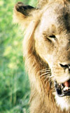 Lion's face with mane