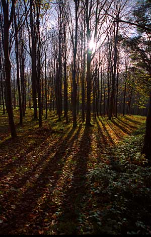 A Westering sun on a winter day casts shadows on the forest bed