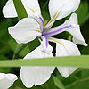 Iris 'Snow Queen'