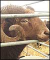New Forest Show