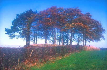 Ring of trees on a hilltop near Castledawson