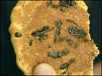 Biscoito de vespas