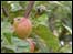 Apples on a tree