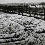 Burying the dead