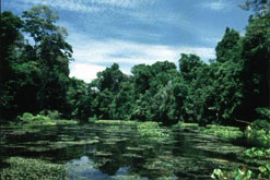 Image: Sirena River, Corcovado National Park Costa Rica