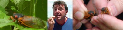 Howard Stableford and Cicadas