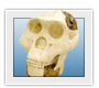 Gigantopithecus blacki (image courtesy of Bone Clones ®)
