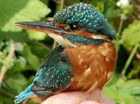 Wetlands Activities  (Image: Kingfisher c/o Herts Wildlife Trust)