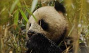 Panda partially hidden by bamboo ©Gavin Maxwell