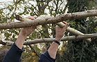 Making a hazel pergola