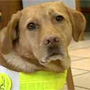 Guide dog Nisha