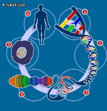 Do DNA ao ser humano