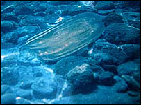 Beroe Ovata 